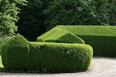 Privet Hedge Stock Photos Pictures And Royalty Free Images Istock