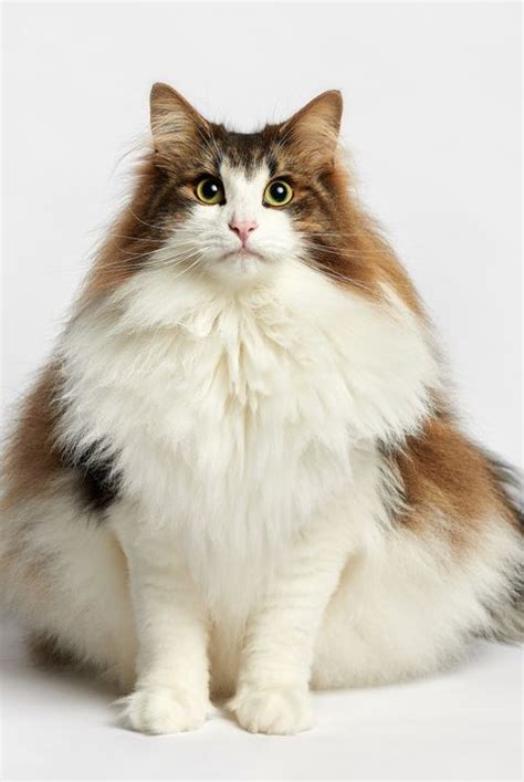 10 Best Large Cat Breeds Top Big Cat List And Pictures