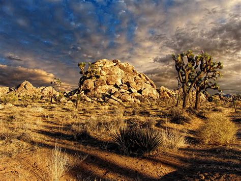 Joshua Tree National Park 2 Photograph By Glenn Mccarthy Art And