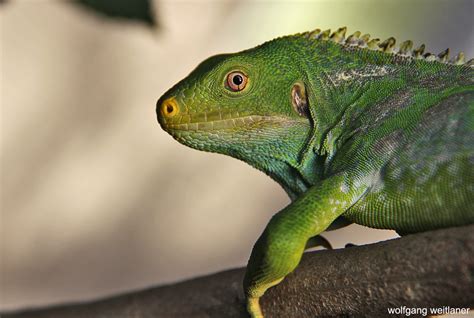 Crested Iguana Likuliku Resort Mamanucas Fiji