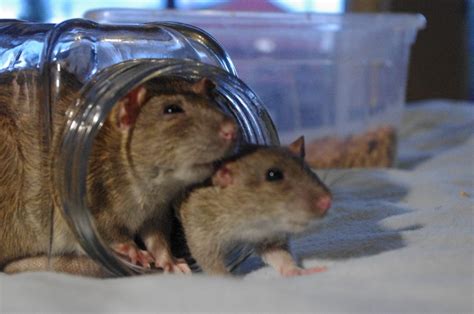 VIDEO Qui est vraiment le rat brun ce petit mammifère citadin Eric Cooper Presse