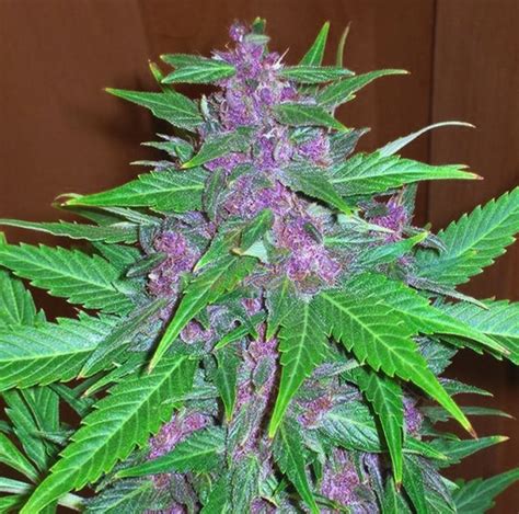 Purple Haze Dutch Headshop Cannabis Strain Info