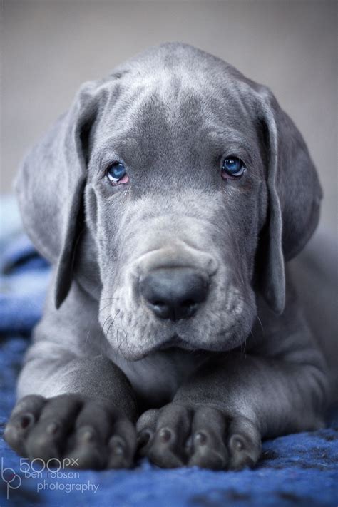 Blue Boy Great Dane Puppy Looking Cool Dogs Puppies Dane Puppies