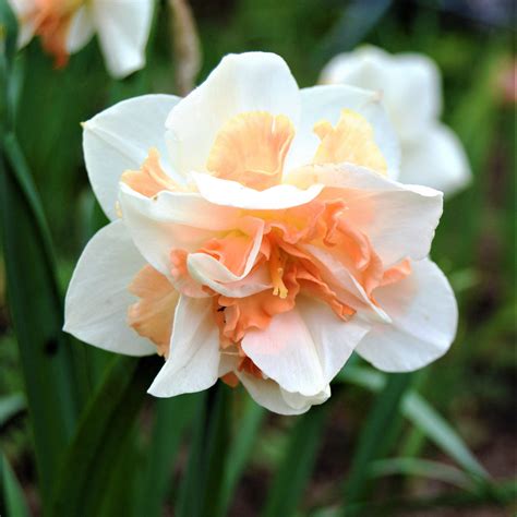 Narcissus Replete Easy To Grow Bulbs