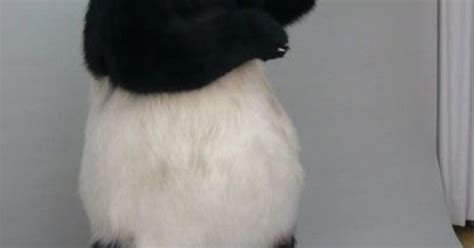 Realistic Panda Fursuit Costume Mascot Costume