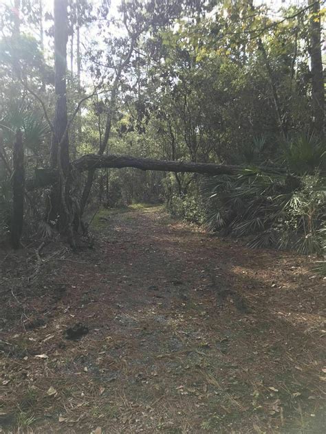 Black Creek Ravines Hike Florida Alltrails