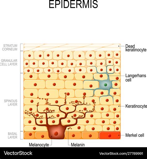 Epidermis Layers Epithelial Cells Structure Vector Image