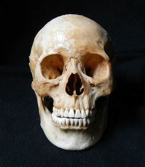 Pin By Allie Lazar On Art Anatomy Art Real Human Skull Skull Reference