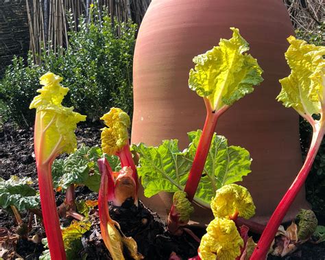 How To Harvest Rhubarb Enjoy This Easy To Grow Seasonal Treat