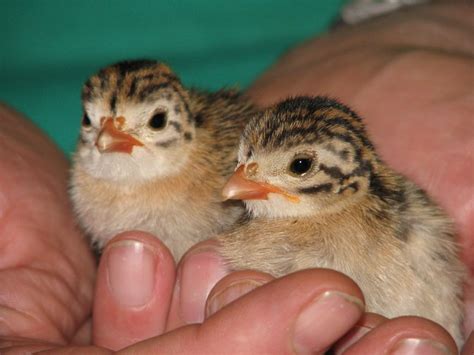Check spelling or type a new query. What do Baby Guinea Hens look like? « Dawog's Blog
