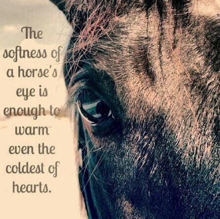 See more ideas about horse quotes, horse lover, equestrian quotes. 84 best Horse Lover Quotes images on Pinterest | Horse ...