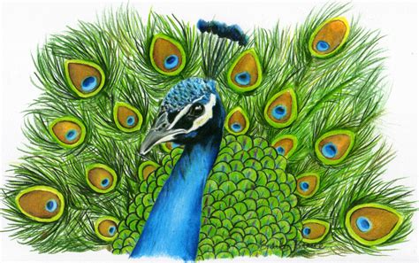 Feather drawing feather drawing peacock feather drawing pencil easy. Peacocks Drawing at GetDrawings | Free download