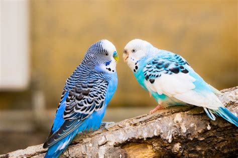 100 Parakeet Names Ideas For Colorful And Musical Parakeets Pet Keen