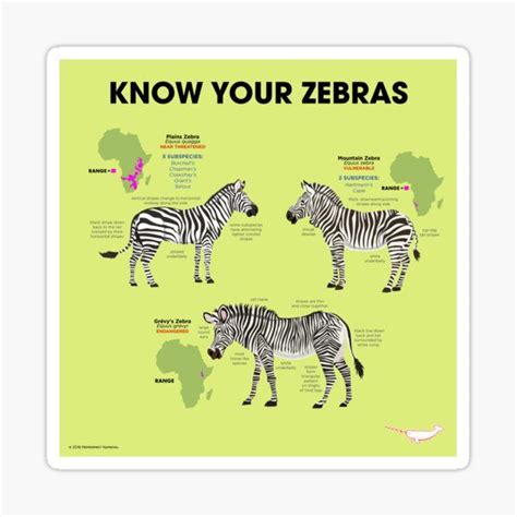 Know You Zebras Sticker By Pepomintnarwhal In 2021 Zebras Fun Facts