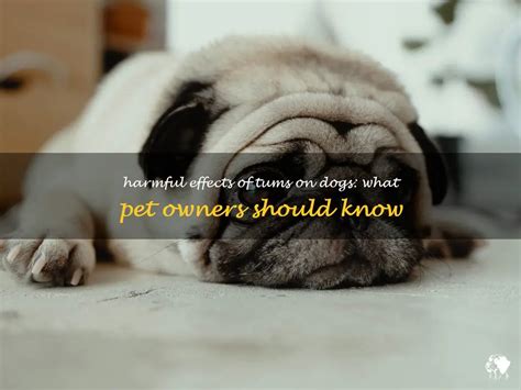 Harmful Effects Of Tums On Dogs What Pet Owners Should Know Petshun