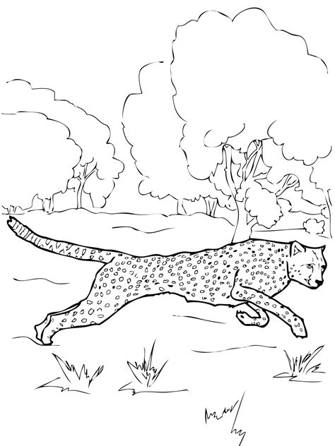 Cheetah Printable Coloring Pages