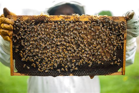 Дев'ятнадцятого серпня є свято преображення господнього, або спаса. 19 серпня - День пасічника: цікаві факти про бджіл та мед ...
