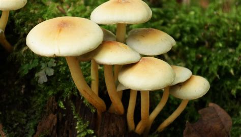 Mushroom Identification Guide All Mushroom Info