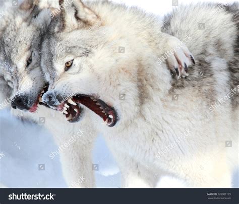 Gray Wolves Fighting Stock Photo Edit Now 128001179