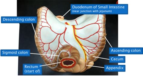 Large Intestine Posterior View Of Appendix Cecum Colon And Rectum Flashcards Quizlet