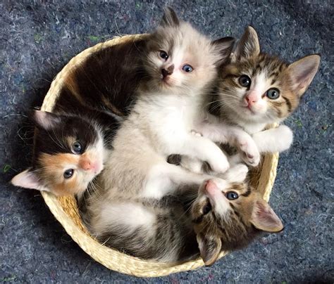 Basket full of happy kittens : aww
