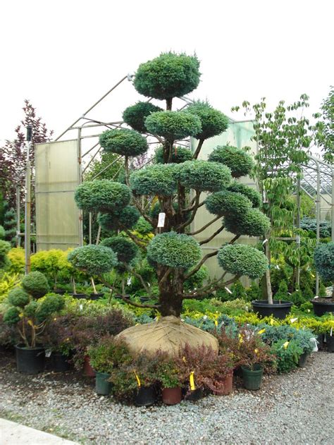 It's well arranged with enough unique pieces that make you feel as though you're in a treasure chest. I call these Dr. Suess trees:) | Bonsai & Topiary ...