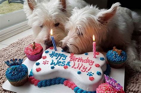 Because dogs should have their cake and eat it too. Toronto bakery will make your dog a birthday cake