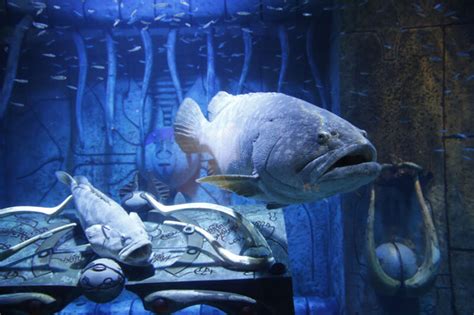 Sanya Atlantis The Lost Chambers Aquarium Package Hainan China Travel