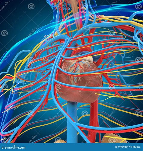 Human Circulatory System Anatomy With Heart For Medical Concept 3d