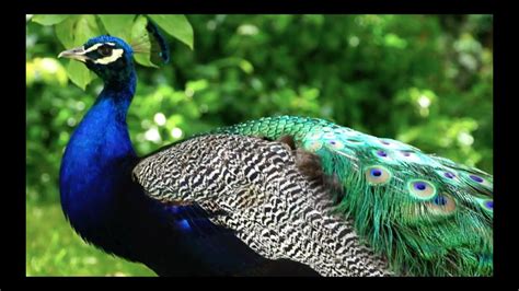 Peacock One Of The Most Beautiful Birds Youtube