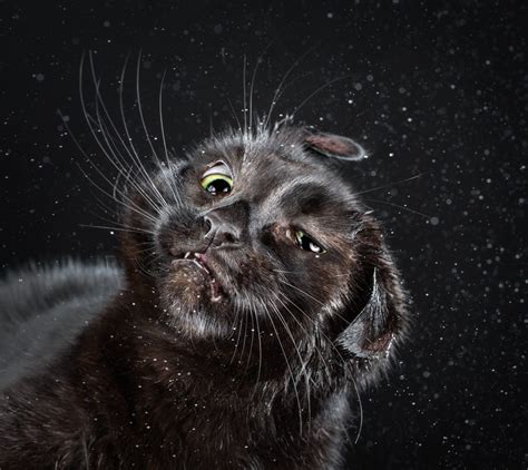 Shake Cats Ridiculous Portraits Of Felines Photographed Mid Shake By