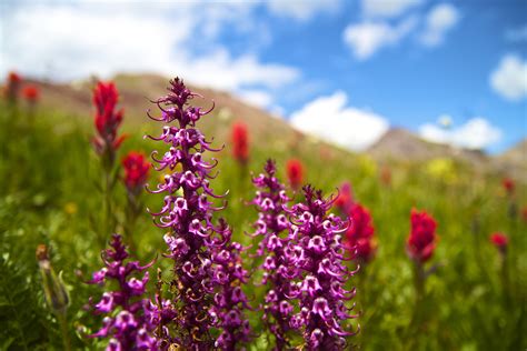 Colorado Wildflowers 7 Things You Need To Know Outthere Colorado
