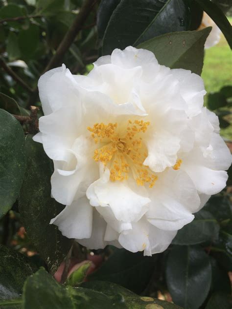 Camellias Are Wonderful For Winter Flowers
