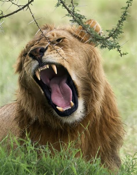Roaring Male African Lion Stock Image C0389616 Science Photo Library