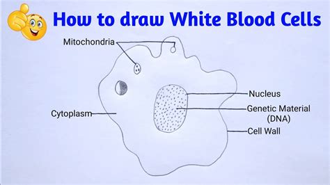 How To Draw Wbc Cells How To Draw White Blood Cell Easy Youtube