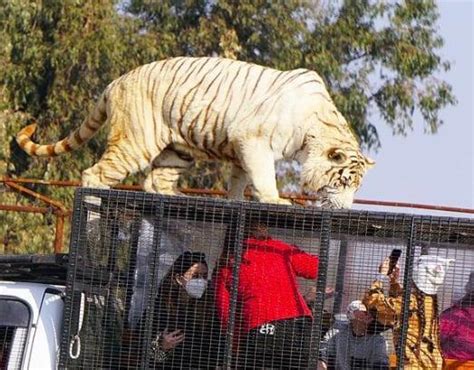 Tiger Kills Woman Working At Safari Park In Chile Police World News Inshorts