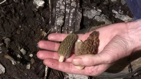 Oregon Morel Mushroom Hunting Part 2 Youtube