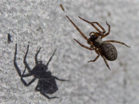 Answer this question + 2. A tiny spider on my garden shed wall about to catch an ...