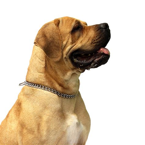 Download Dog Png Image For Free