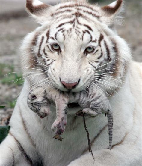 Pictures Of Baby Tigers White Tiger Holding Baby Tiger Cub Iimgur