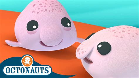 Octonauts Blobfish Brothers And The Beluga Whales Cartoons For Kids