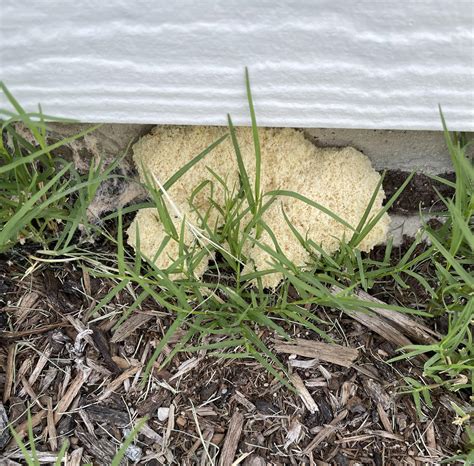 Bizarre Foam Fungus On Side Of House Rgardening