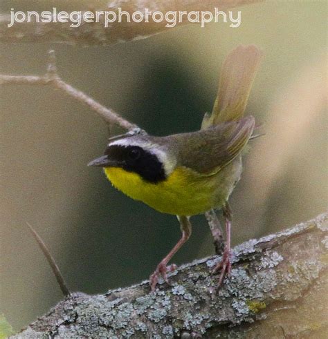 This is part of our program to create tools to speed up the identification of organisms, and speed up the learning and identification process for everyone: Northern Illinois Birder: Northern Illinois Summer Warblers: Common Yellowthroat