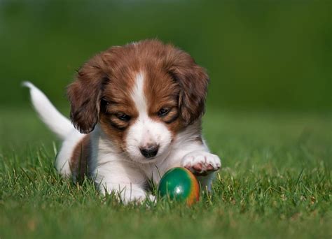 Es gehört zu der großen gruppe der vogelhunde wie. kooikerhondje, dog, puppy, ball, playful >> HD Wallpaper ...