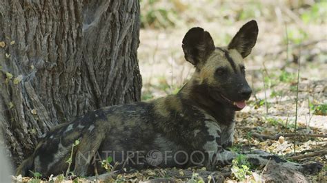 African Wild Dog Lycaon Pictus Resting Under Tree Medium Youtube