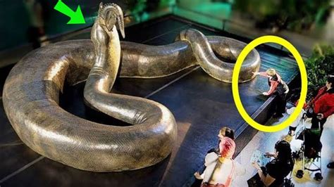 दुनिया के 5 सबसे बड़े सांप Largest Snake 2020 In The World Youtube
