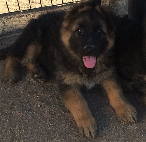 Long Haired German Shepherd Puppies All You Need Infos