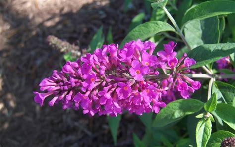 Fantastic in borders and mixed containers. Flutterby Petite Tutti Fruitti Butterfly Bush - 1 Gallon ...
