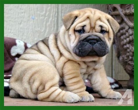 We did not find results for: BULLDOG AND ENGLISH BULLDOG PUPPIES IN LAS VEGAS, NEVADA ...