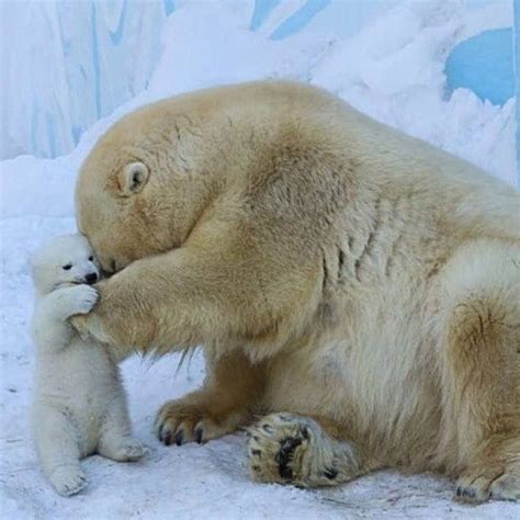 Polar Bear With Images Baby Polar Bears Polar Bear